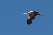 DPPhotography - Morocco - White stork - B