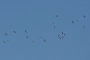 DPPhotography - Morocco - White stork - C