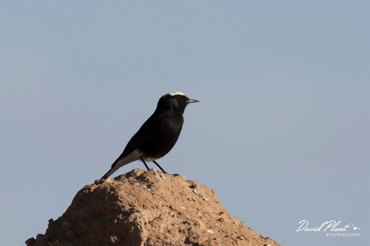 DPPhotography - Morocco - White-crowned wheatear - B.jpg - White-crowned wheatear - Sahara Desert, Morocco
