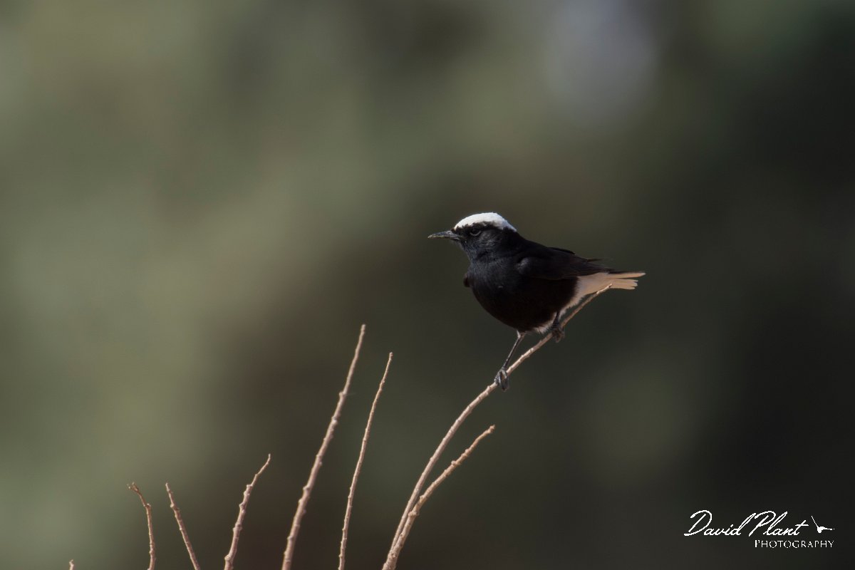 DPPhotography - Morocco - White-crowned wheatear - C.jpg - White-crowned wheatear - Sahara Desert, Morocco