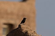 DPPhotography - Morocco - White-crowned wheatear - A