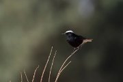 DPPhotography - Morocco - White-crowned wheatear - C