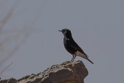 DPPhotography - Morocco - White-crowned wheatear - D
