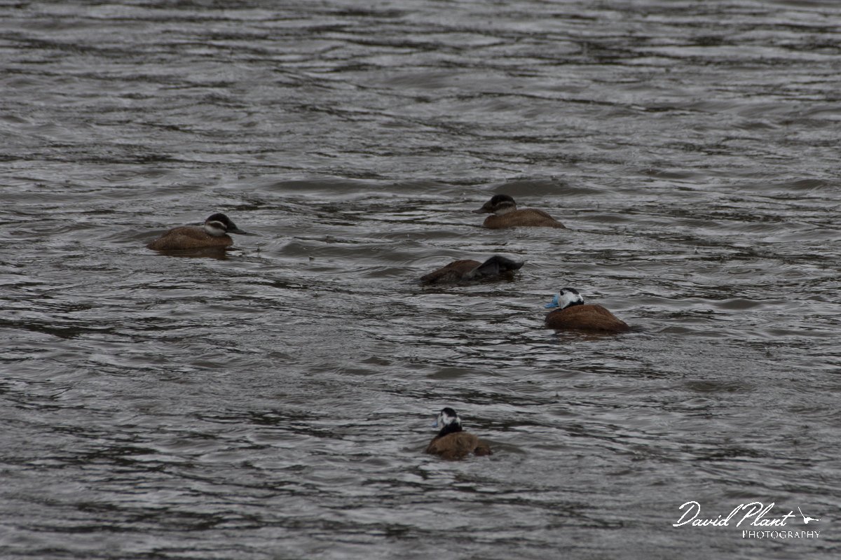 DPPhotography - Morocco - White-headed duck - A.jpg - White-headed duck - Lac de Sidi Bourhaba, Morocco