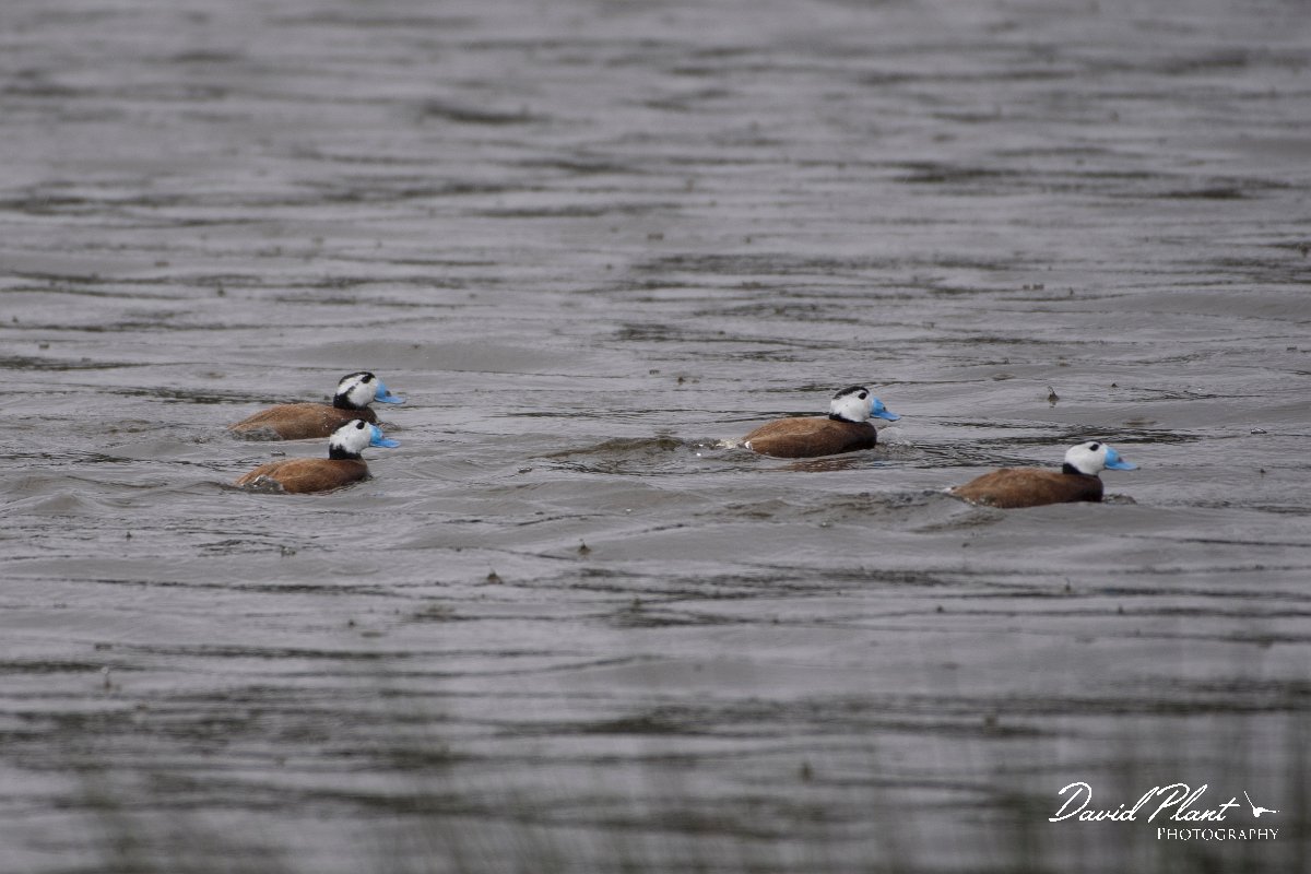 DPPhotography - Morocco - White-headed duck - B.jpg - White-headed duck - Lac de Sidi Bourhaba, Morocco