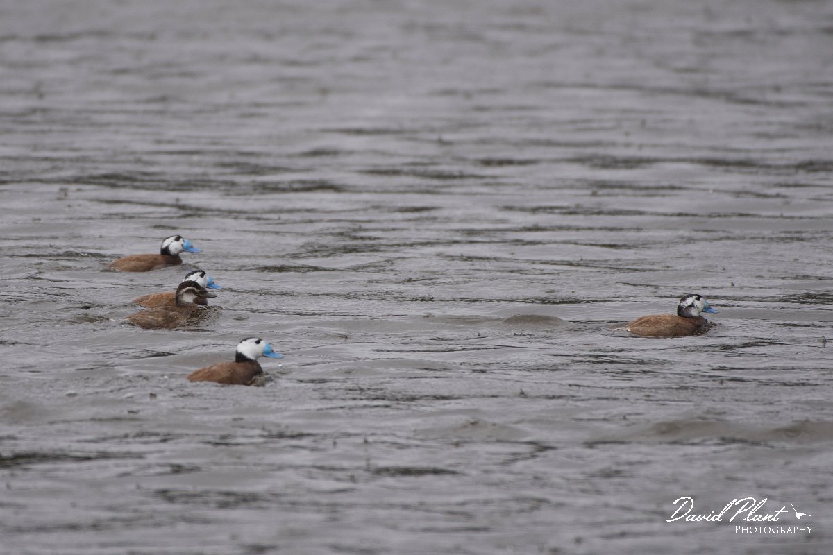 DPPhotography - Morocco - White-headed duck - C.jpg - White-headed duck - Lac de Sidi Bourhaba, Morocco