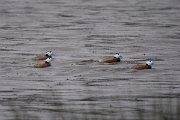 DPPhotography - Morocco - White-headed duck - B