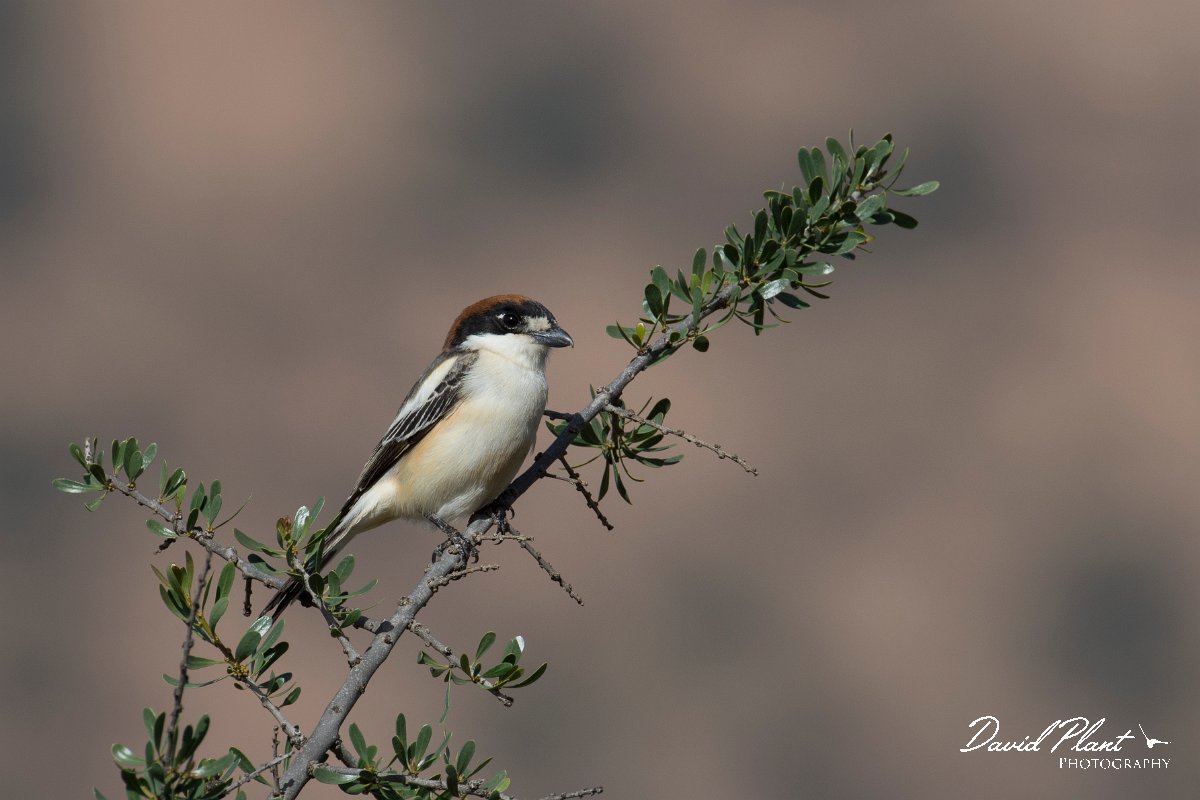 DPPhotography - Morocco - Woodchat shrike - A.jpg - Woodchat shrike - Sous Valley, Morocco