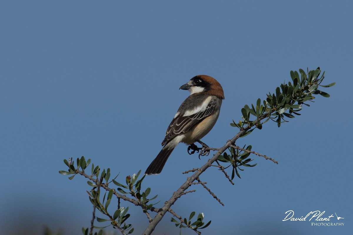 DPPhotography - Morocco - Woodchat shrike - B.jpg - Woodchat shrike - Sous Valley, Morocco