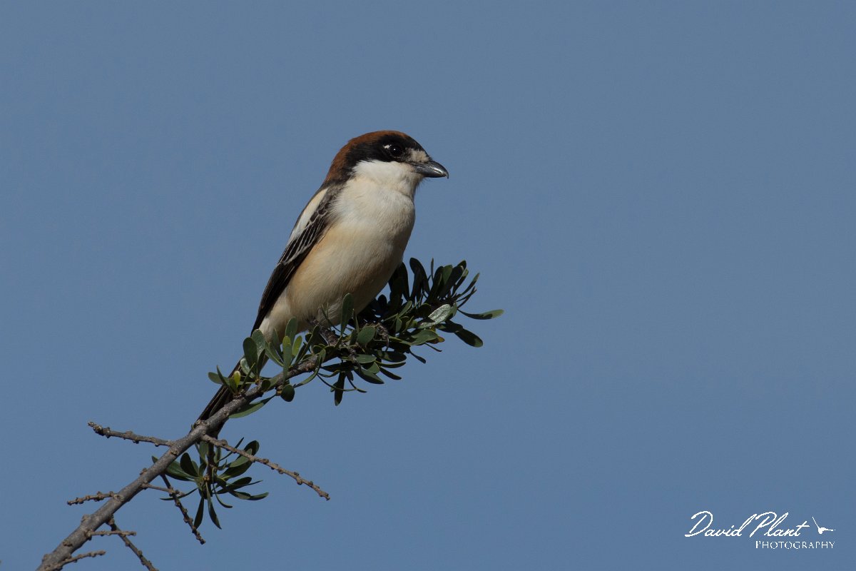 DPPhotography - Morocco - Woodchat shrike - D.jpg - Woodchat shrike - Sous Valley, Morocco