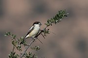 DPPhotography - Morocco - Woodchat shrike - A