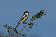 DPPhotography - Morocco - Woodchat shrike - C