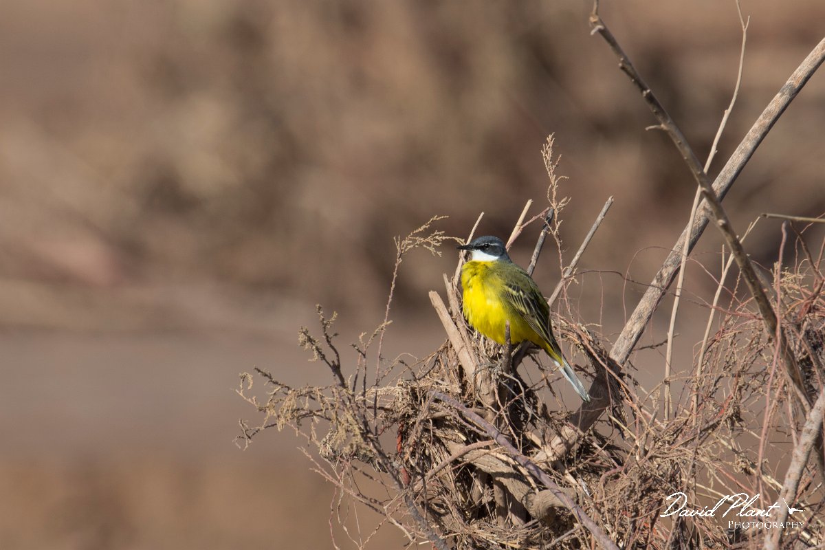 DPPhotography - Morocco - Yellow wagtail - A.jpg - Yellow wagtail, iberiae - Barrage el Manousr, Morocco