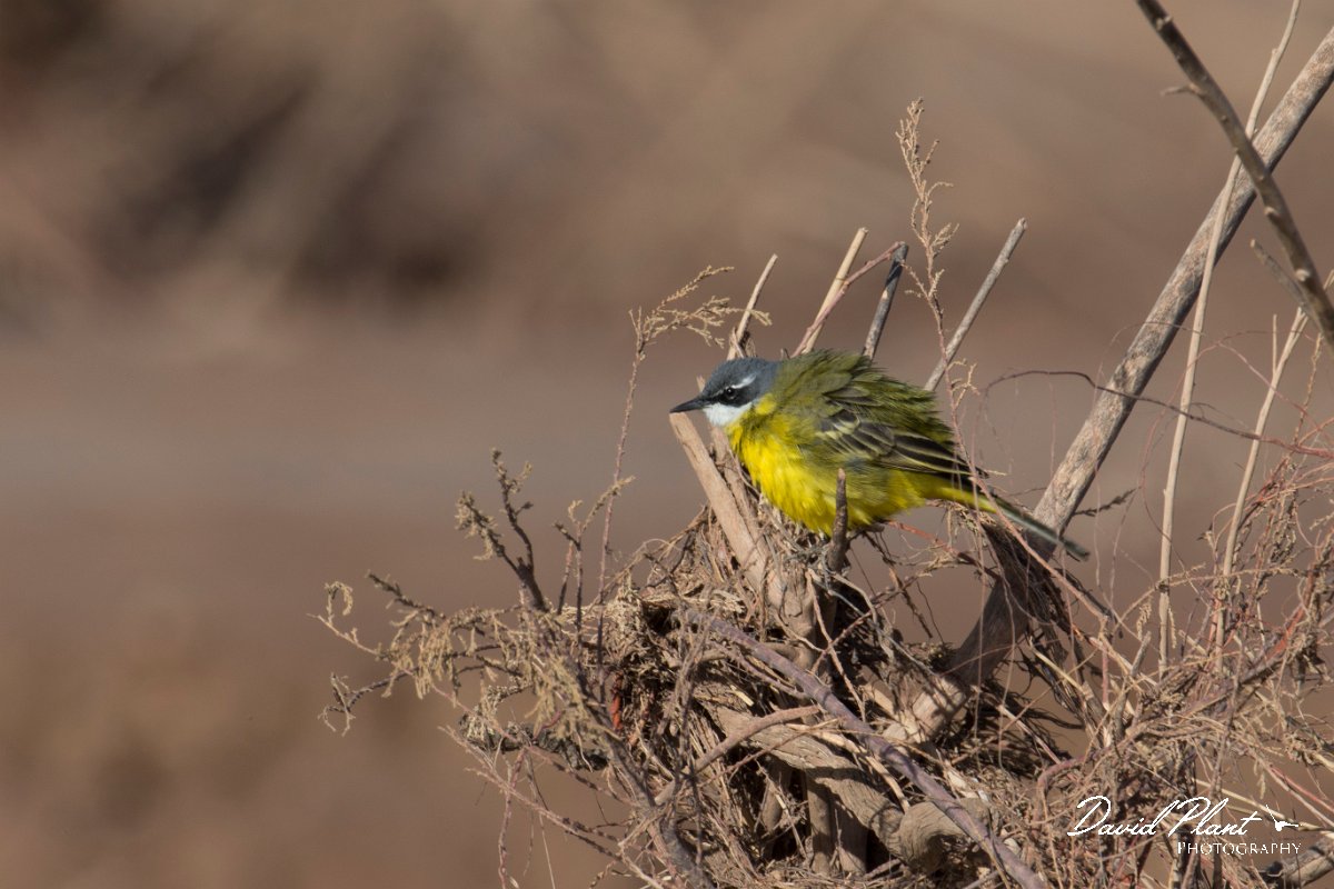 DPPhotography - Morocco - Yellow wagtail - B.jpg - Yellow wagtail, iberiae - Barrage el Manousr, Morocco