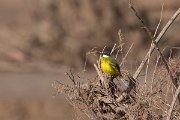 DPPhotography - Morocco - Yellow wagtail - A