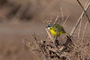 DPPhotography - Morocco - Yellow wagtail - B