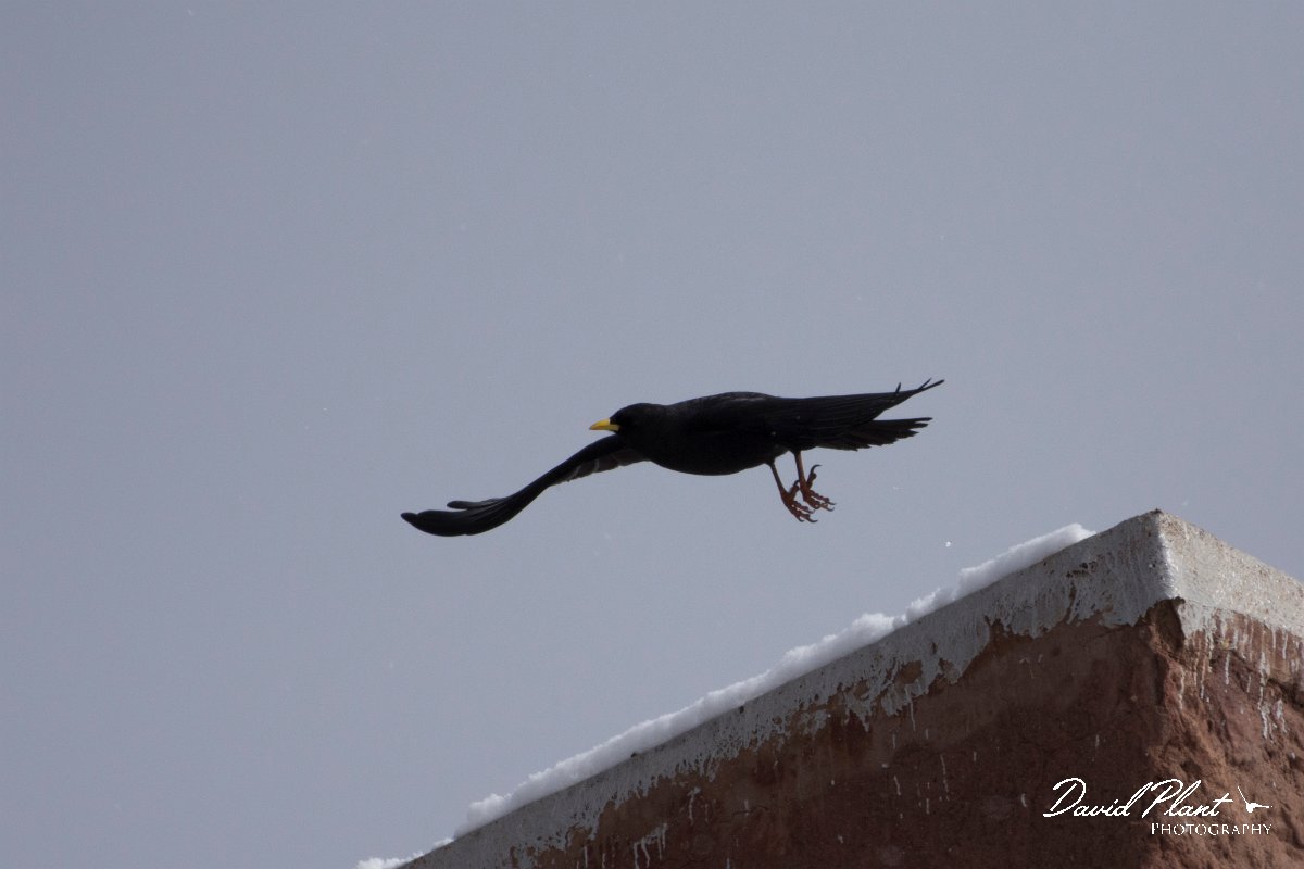 DPPhotography - Morocco - Yellow-billed chough - A.jpg - Yellow-billed chough - Oukaimeden ski area, Morocco