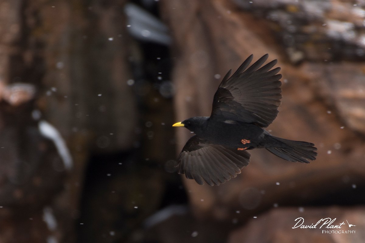 DPPhotography - Morocco - Yellow-billed chough - C.jpg - Yellow-billed chough - Oukaimeden ski area, Morocco