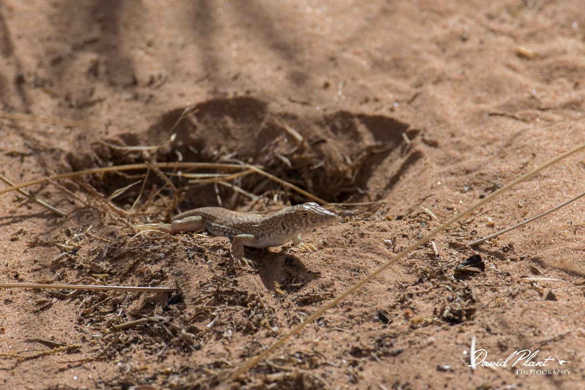 DPPhotography - Morocco - Acanthodactylus dumerilii - A.jpg - Dumeril's fringe-toed lizard, Acanthodactylus dumerilii - Sahara Desert, Morocco