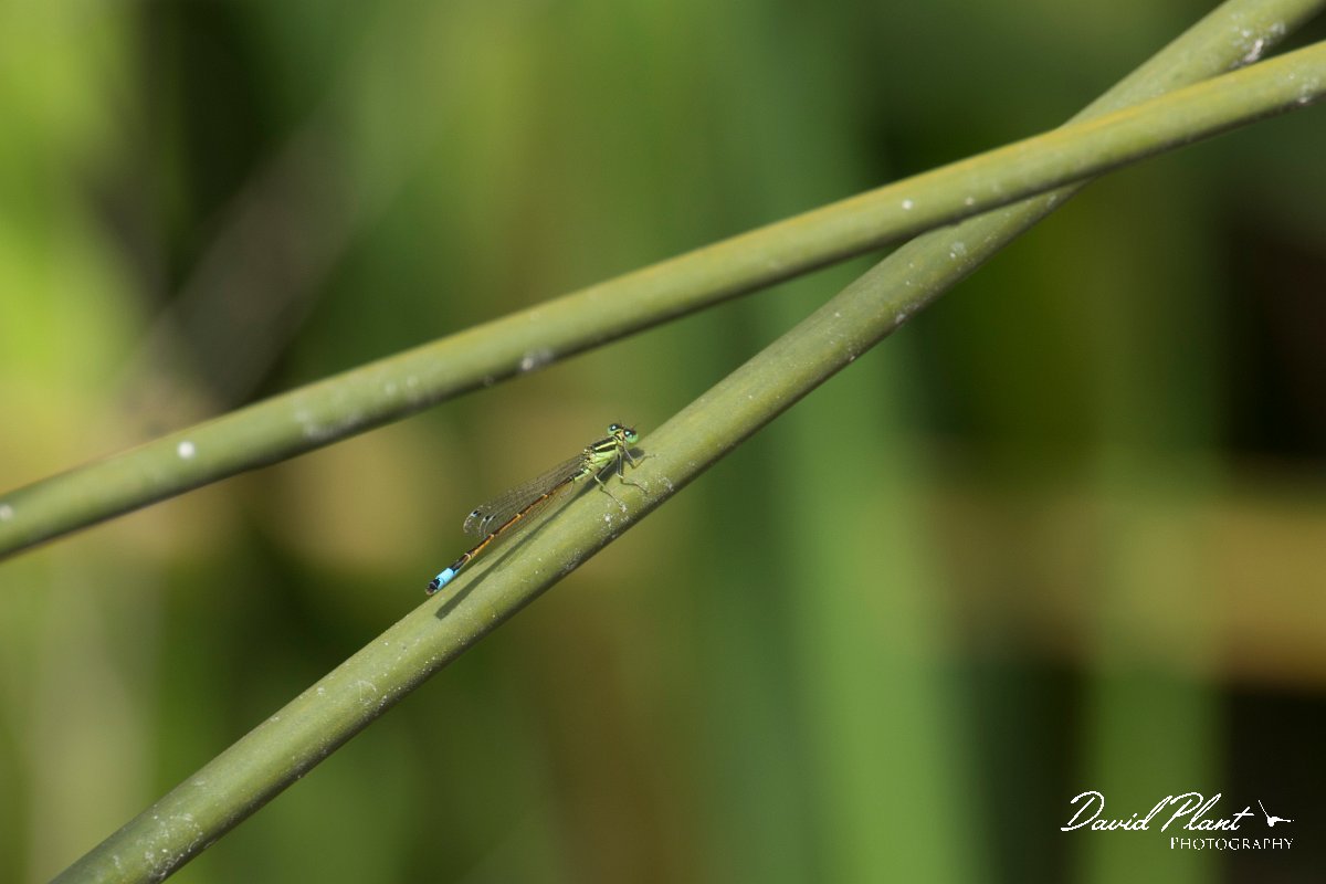 DPPhotography - Morocco - Ischnura graellsii - A.jpg - Iberian Bluetail, Ischnura graellsii - Sous Estuary, Morocco