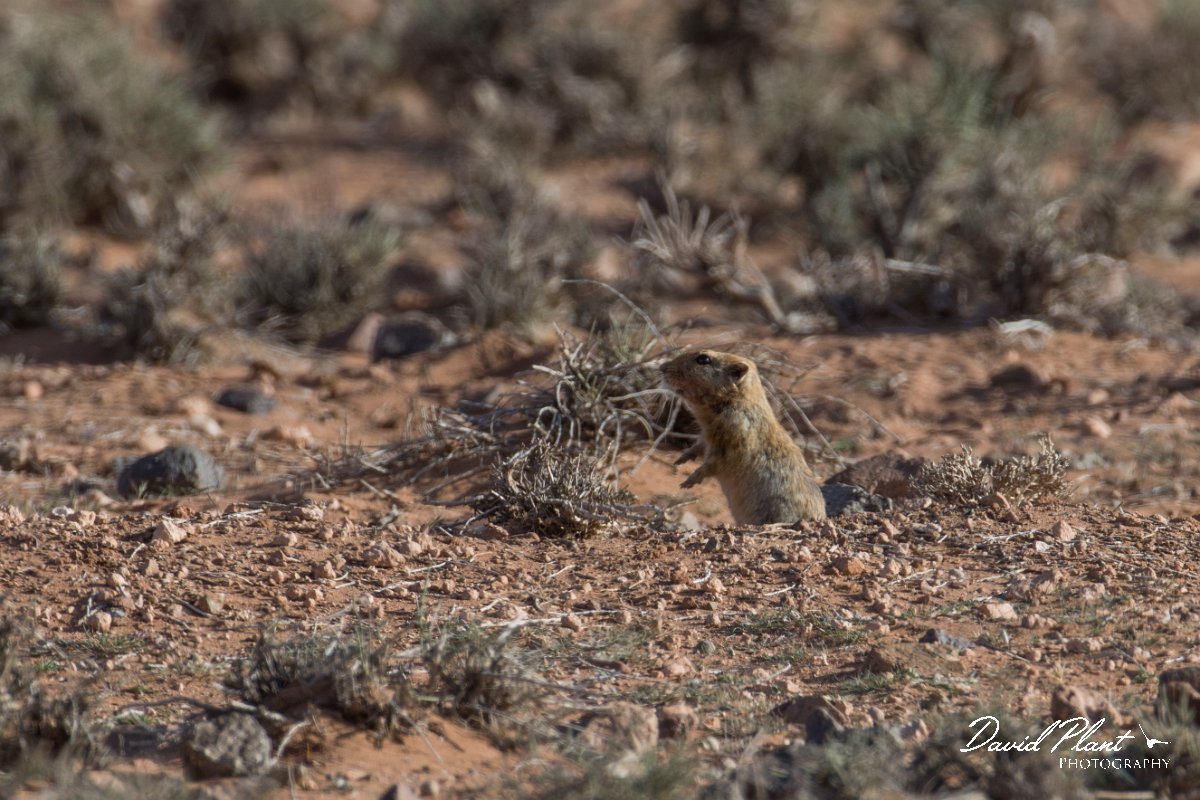 DPPhotography - Morocco - Sand rat - A.jpg - Fat sand rat, Psammomys obesus - Tagdilt track, Morocco