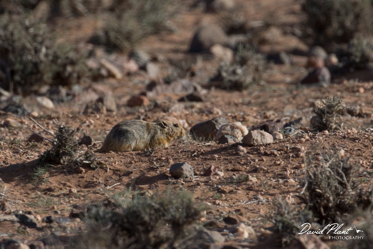 DPPhotography - Morocco - Sand rat - B.jpg - Fat sand rat, Psammomys obesus - Tagdilt track, Morocco