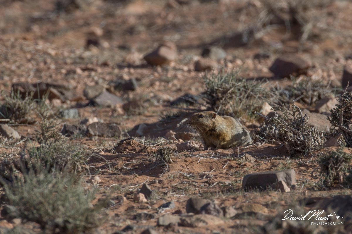 DPPhotography - Morocco - Sand rat - C.jpg - Fat sand rat, Psammomys obesus - Tagdilt track, Morocco