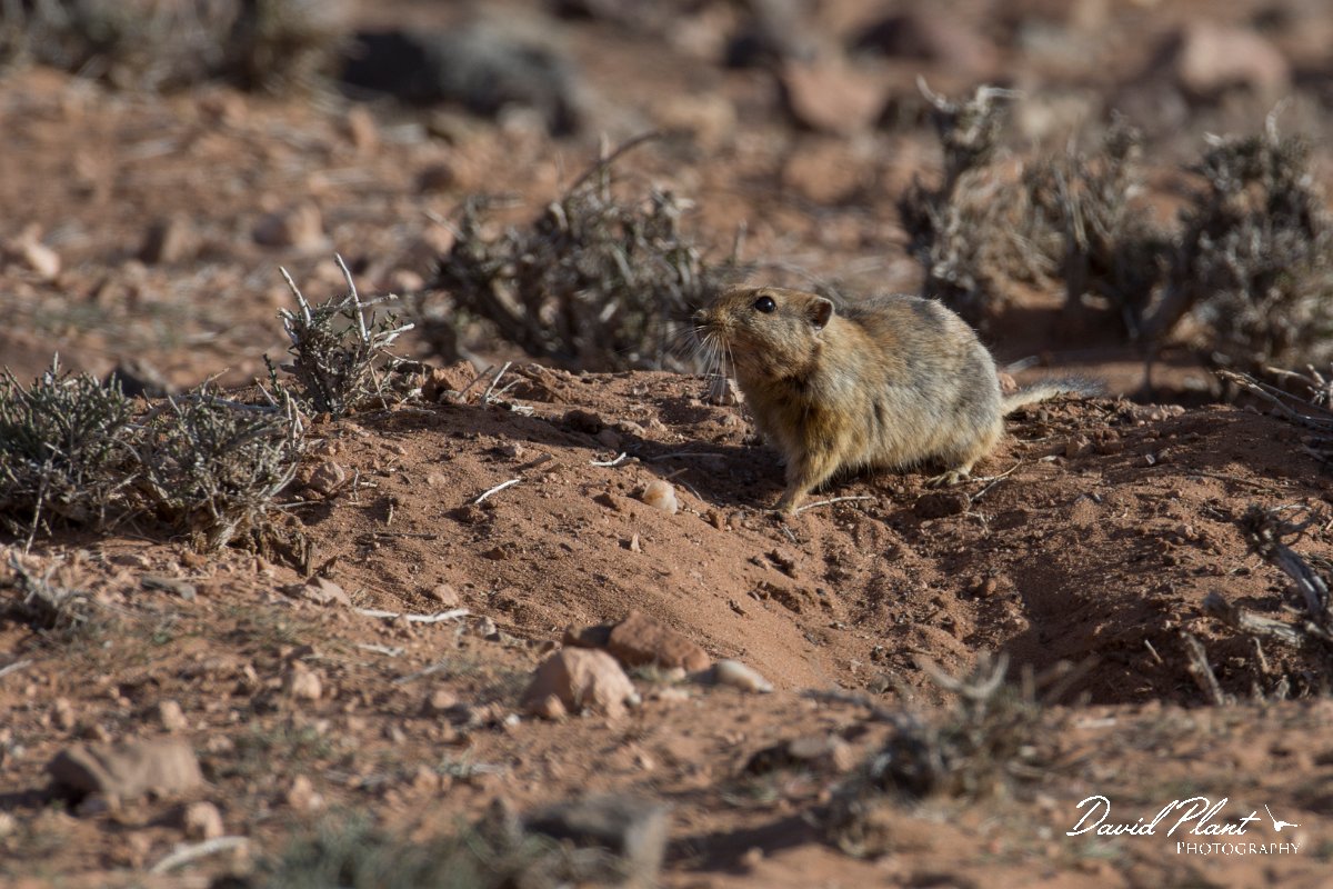 DPPhotography - Morocco - Sand rat - D.jpg - Fat sand rat, Psammomys obesus - Tagdilt track, Morocco