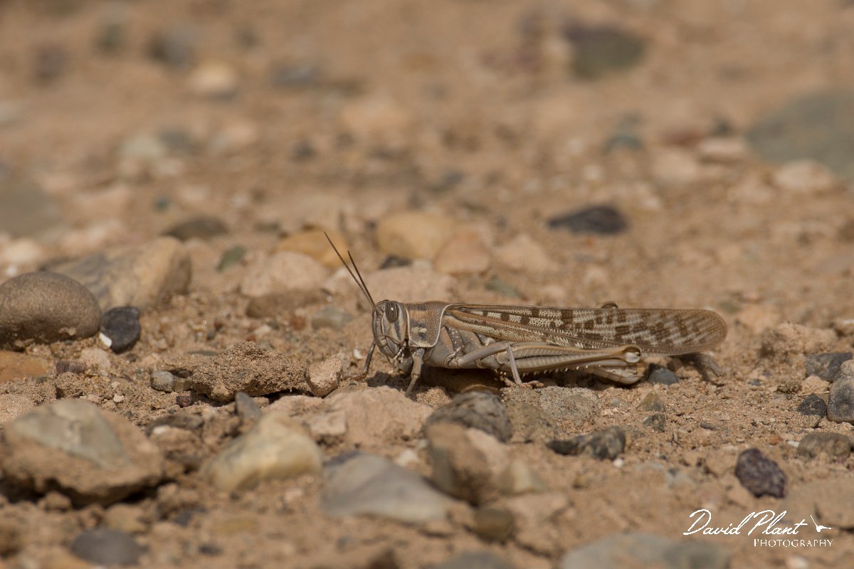 DPPhotography - Morocco - Schistocerca gregaria - A.jpg - Desert locust,  Schistocerca gregaria - Oued Massa, Morocco