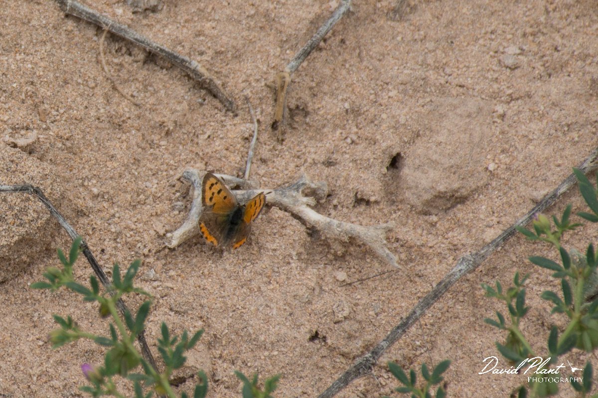 DPPhotography - Morocco - Small copper - A.jpg - Small copper - Oued Massa, Morocco