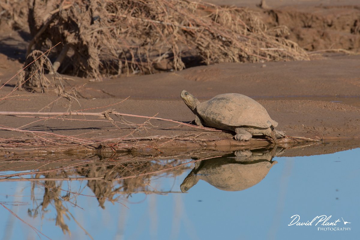 DPPhotography - Morocco - Spanish pond-turtle - A.jpg - Spanish pond-turtle - Barrage el Manousr, Morocco
