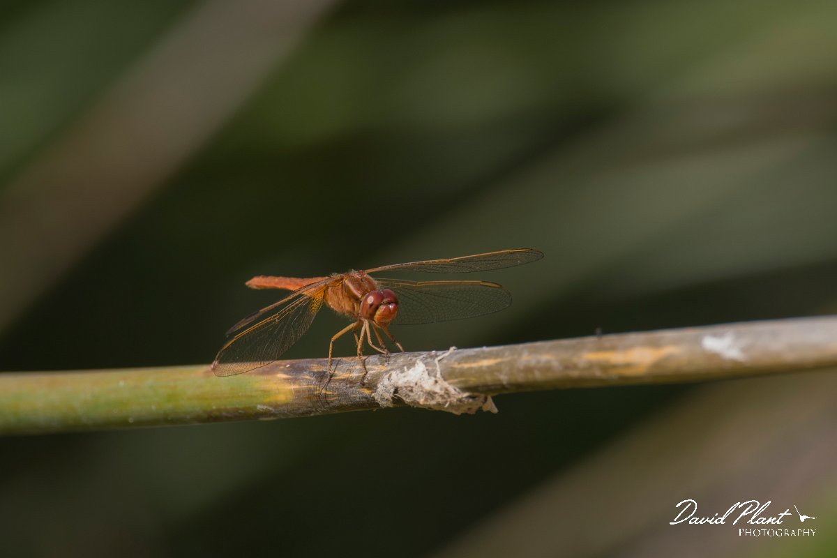 DPPhotography - Morocco - Violet dropwing - A.jpg - Violet dropwing - Sous Estuary, Morocco