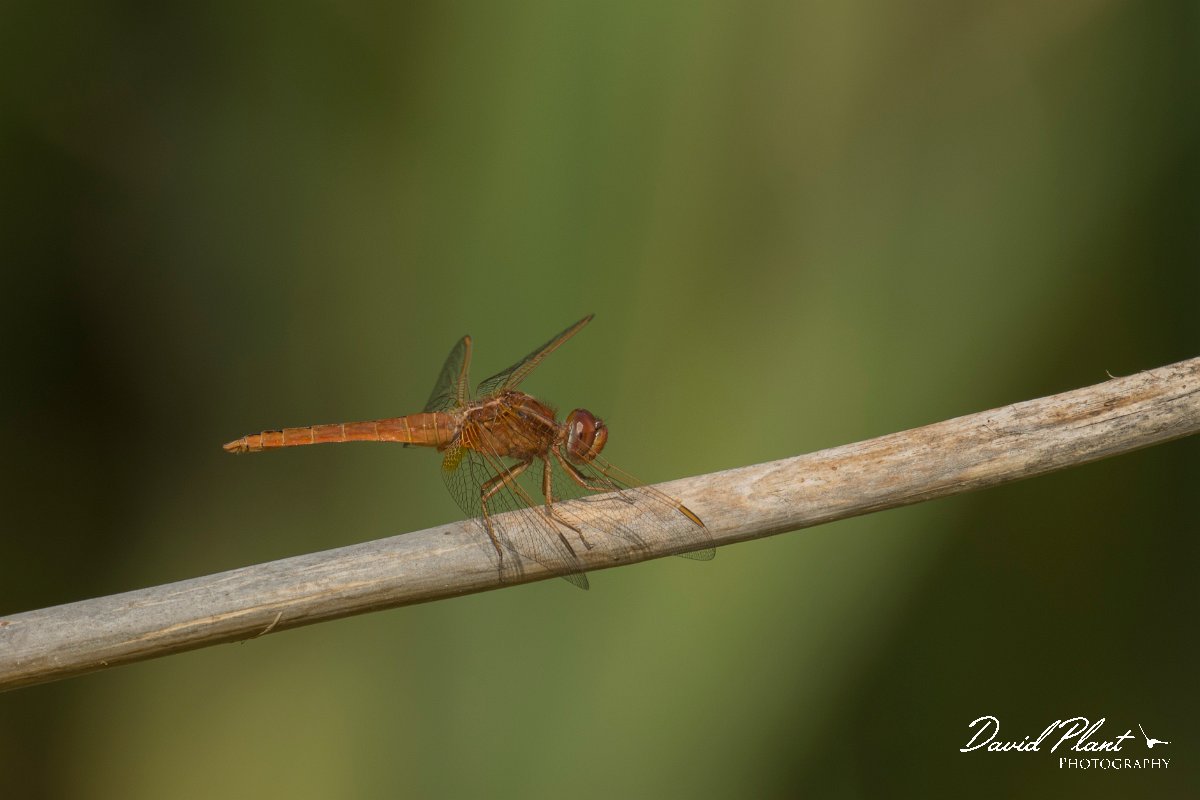 DPPhotography - Morocco - Violet dropwing - B.jpg - Violet dropwing - Sous Estuary, Morocco
