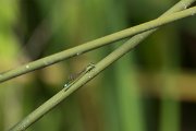 DPPhotography - Morocco - Ischnura graellsii - A