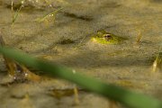 DPPhotography - Morocco - Pelophylax saharicus - B