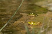 DPPhotography - Morocco - Pelophylax saharicus - C