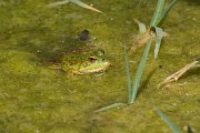 DPPhotography - Morocco - Pelophylax saharicus - D