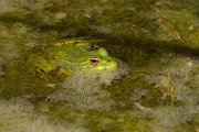 DPPhotography - Morocco - Pelophylax saharicus - E