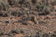DPPhotography - Morocco - Sand rat - A