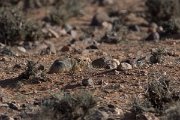 DPPhotography - Morocco - Sand rat - B