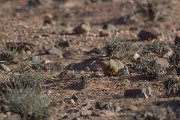 DPPhotography - Morocco - Sand rat - C