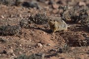 DPPhotography - Morocco - Sand rat - D