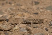 DPPhotography - Morocco - Schistocerca gregaria - A