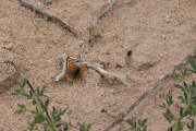 DPPhotography - Morocco - Small copper - A