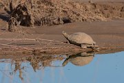 DPPhotography - Morocco - Spanish pond-turtle - A