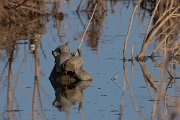 DPPhotography - Morocco - Spanish pond-turtle - B