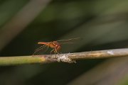 DPPhotography - Morocco - Violet dropwing - A