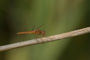 DPPhotography - Morocco - Violet dropwing - B