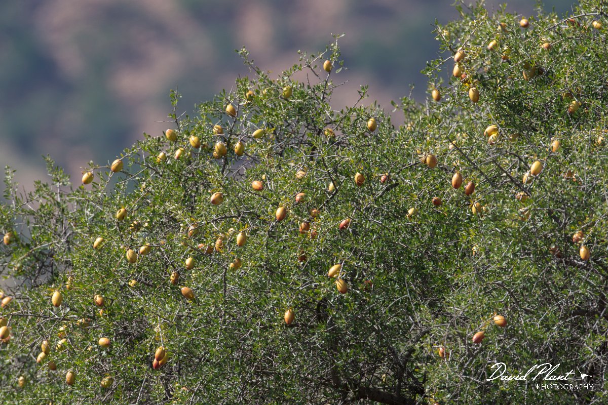 DPPhotography - Morocco - Argon tree - A.jpg - Argan tree, Argania spinosa - Sous Valley, Morocco