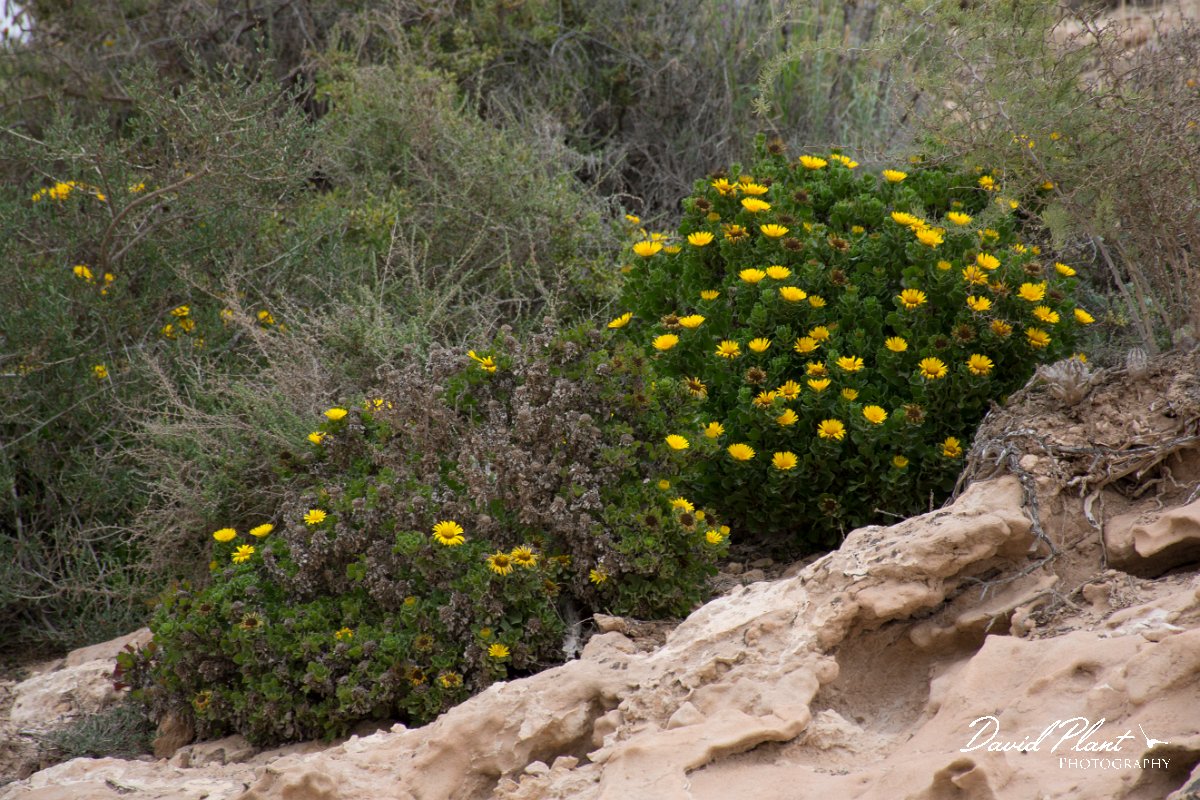 DPPhotography - Morocco - Asteriscus imbricatus - A.jpg - Asteriscus imbricatus - Oued Massa, Morocco